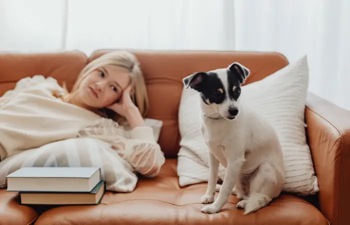 Cagnolino su divano in pelle